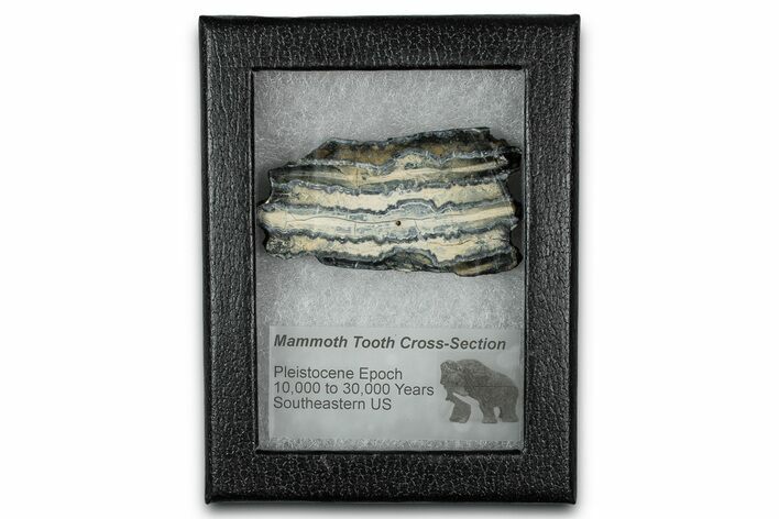 Mammoth Molar Slice With Case - South Carolina #349985